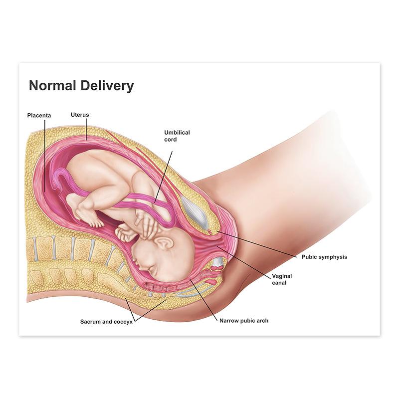 Плакат «Анатомическая мышечная система», схема анатомии человеческого тела, медицинский образовательный холст для школьного декора