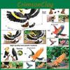 Animal Model Wildlife Solid Plastic Parrot And Hornbill Figures For Gift Kids