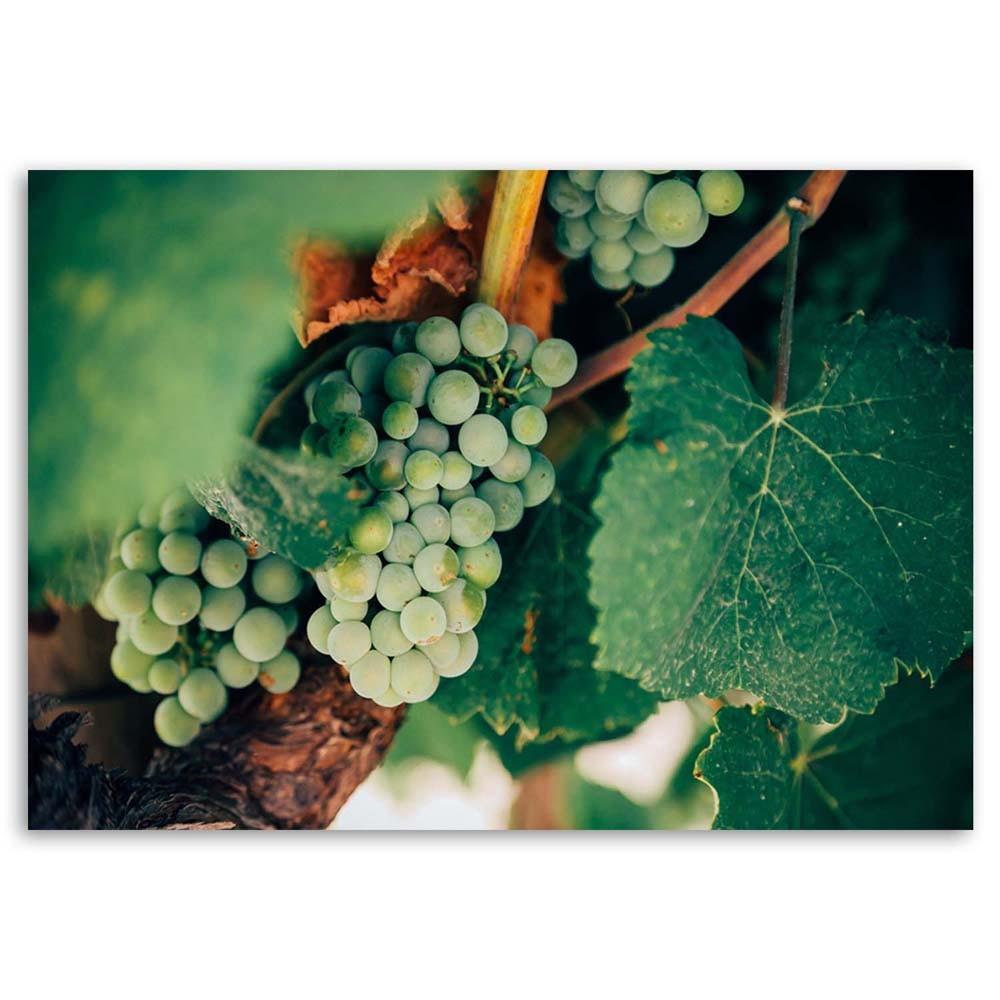 Canvas print, Green Grapes