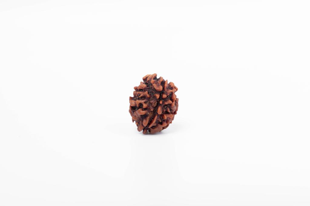 Natural 3 Mukhi Rudraksha Bead | Certified Authentic Rudraksha for Spiritual Growth | Genuine Sacred Bead for Meditation & Healing