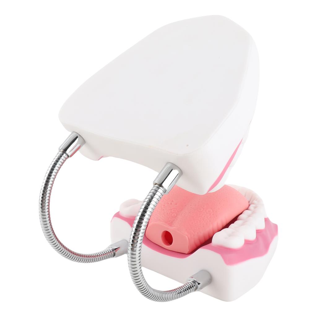 Демонстрационная модель зубов. Обучающая модель зубов для детского сада.