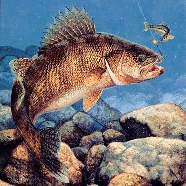 5d Алмазная картина Рыба Мозаика Животное Подарок ручной работы DIY Алмазная вышивка Крестом Озеро Домашний декор