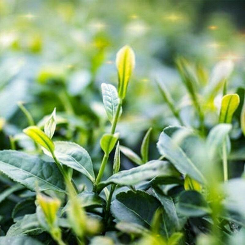 5pcs Black Pu-erh Tea Top Grade Yunnan Original Puer Red Tea Pu'er Tuo Cha 500g