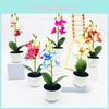 Simulated Phalaenopsis Potted Artificial Artificial Flower Desktop Ornament