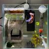 Q1FD Зеленый искусственный 3D-принт с присоской для укрытий в террариуме, домашнего декора