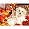 Полный комплект для вышивки квадратным алмазом Собака ручная работа Новое поступление Алмазная картина Мозаика с изображением животных Лист Украшение для дома