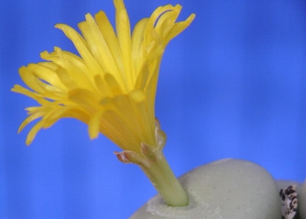 SAFLAX Garden in the Bag - Цветущие камни / Conophytum Mix - 40 семян - С субстратом в подходящем стоячем пакете - Conophytum Mix