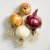 200 Colorful Mix Onion Seeds