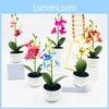 Simulated Phalaenopsis Potted Artificial Artificial Flower Desktop Ornament