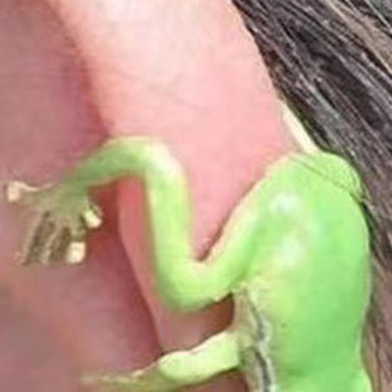 1 пара креативных забавных зажимов для ушей в форме лягушки, милый яркий внешний вид, женские серьги-гвоздики в позе животного, ювелирные изделия, подарок