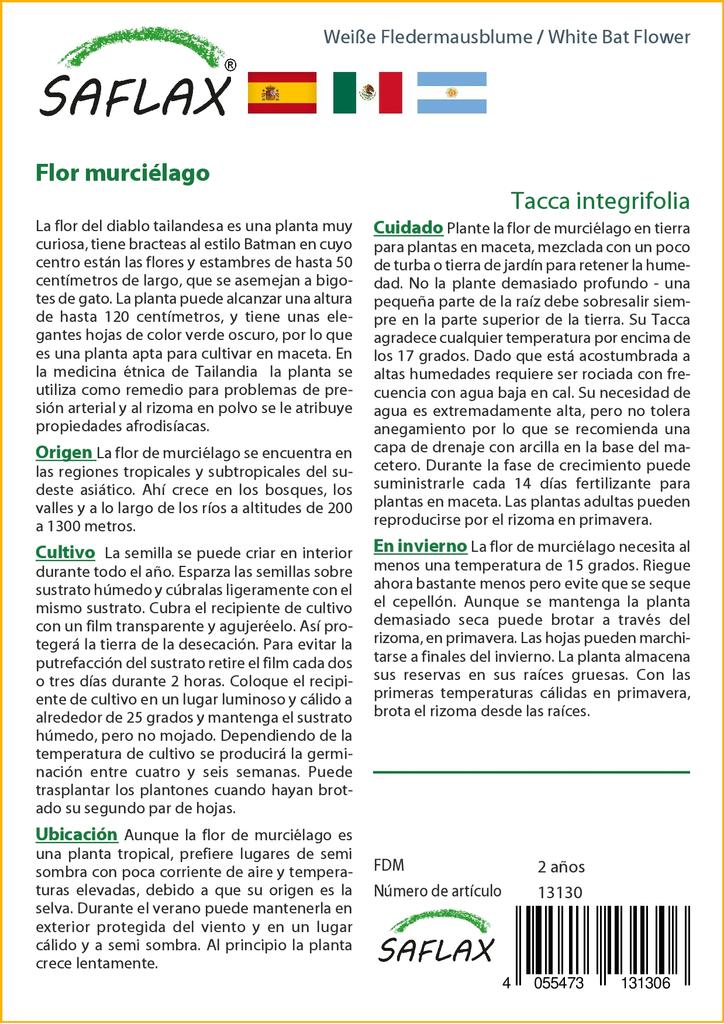 SAFLAX Белый цветок летучей мыши - Tacca integrifolia, 10 семян.