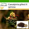 Павлиний кустарник - 10 семян - С горшечным субстратом для лучшего выращивания - Caesalpinia gillesii