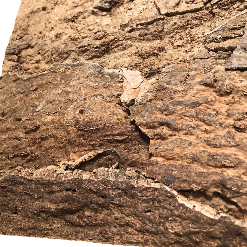 BioVirgin Cork Background Brown 60x30cm cork background for terrariums