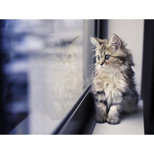 5D DIY Алмазная картина Вышивка крестом Кошка Животное Алмазная вышивка Полный круглый дрель Мозаика Стразы