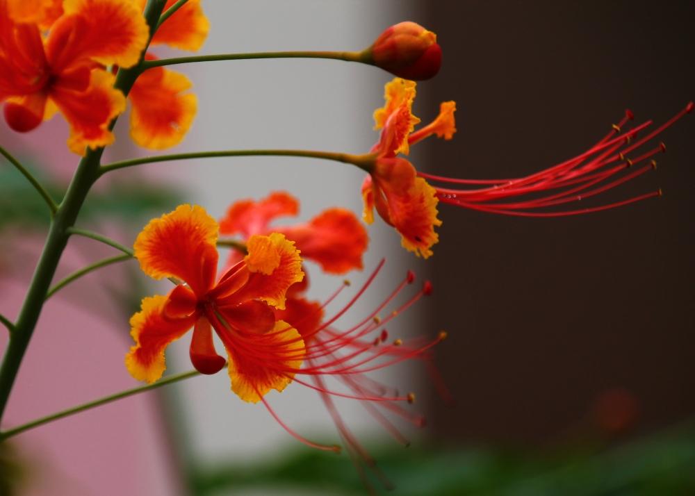SAFLAX Mexican Bird Of Paradise - 10 семян - Caesalpinia pulcherrima