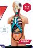4D Human Torso Anatomy Model (626003) by Fame Master, a 4D master educational STEM puzzle.