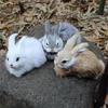 15cm Realistic Cute Plush Rabbits Lifelike Simulation Toy Birthday Gift