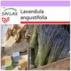 Английская лаванда - 150 семян - Lavandula angustifolia