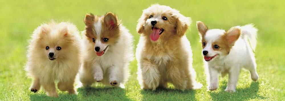 420 Piece Jigsaw Puzzle Puzzle Master Wide Size Rande Wanwan Small Piece (18.2x51.5cm)