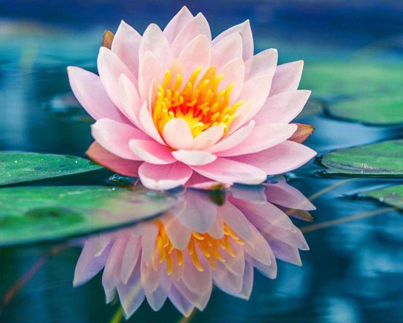 Алмазная картина кофе цветок пейзаж Приморский 5D DIY Алмазная вышивка распродажа тигр животное вышивка крестом стразы мозаика подарок ручной работы