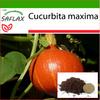 Тыква - Японская Хоккайдо - 10 семян - С горшечным субстратом для лучшего выращивания - Cucurbita maxima