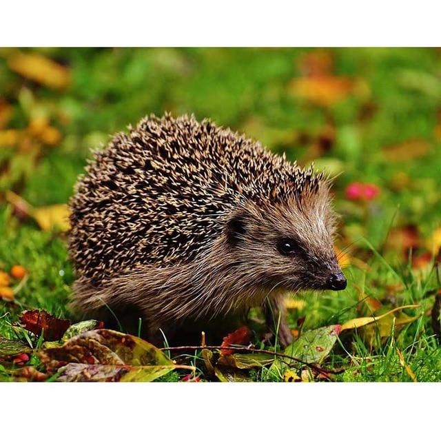 DIY 5D Алмазная картина Ежик Грибная корзина Вышивка крестиком Полный круглый Алмазная вышивка