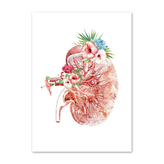 Анатомия стены книги по искусству цветок груди матки печень почки холст картины плакаты на скандинавскую тему печать украшения фотографии для врача офиса