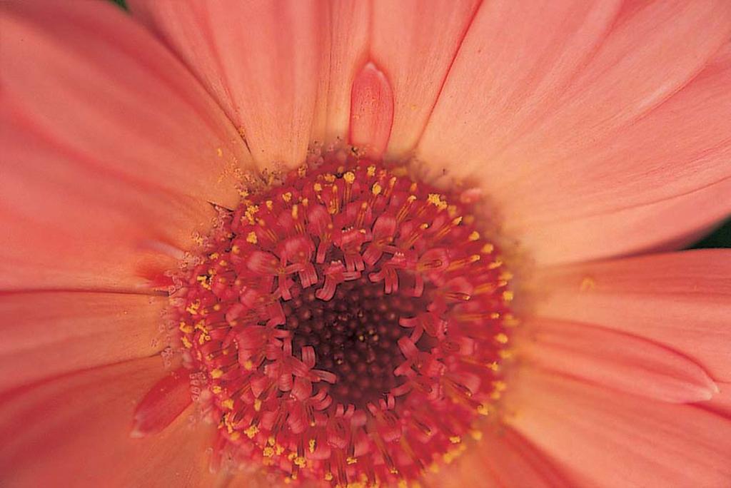 MARUMI Фильтр для камеры Макро 1052мм Фильтр 35071 Крупный план