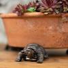 Модель декоративно-прикладного искусства из смолы на ножках растительного горшка:черепаха