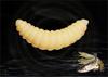 Artificial White Bait Worms Pinka Baits Flies Larvae Set Of 100 Pcs