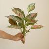 Реалистичное искусственное растение Легкий уход Не вянет Украшает сад Свадьба Искусственная зелень