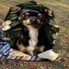 1PC Chihuahua Flowers Umbrella-8-Rib Reinforced, Automatic Open, Lightweight & Durable, Fashion Accessory for Outdoor, H0402