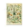 Adolphe Millot Encyclopedia Poster Fruit Botanical Mushrooms Herbs Flowers Canvas Paintings Print Vintage Wall Art Room Decor
