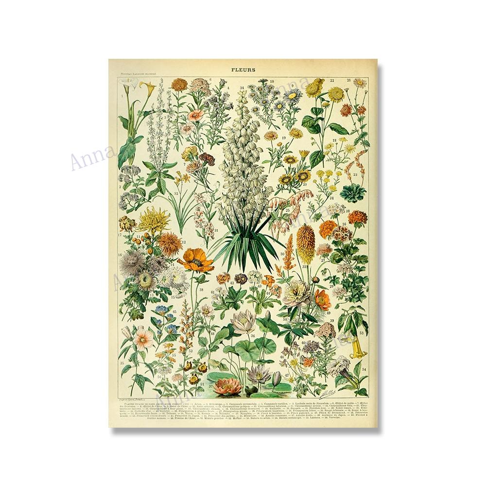 Adolphe Millot Encyclopedia Poster Fruit Botanical Mushrooms Herbs Flowers Canvas Paintings Print Vintage Wall Art Room Decor