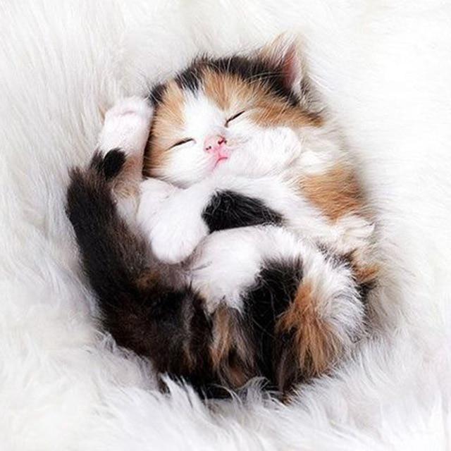 5D Алмазная картина Кошка Изгородь Листья Фрукты Животное Мозаика Круглая Полная Алмазная Вышивка Крестом