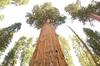 SAFLAX California Giant Redwood - 50 семян - С горшечным субстратом для лучшего выращивания - Sequoiadendron gigantea