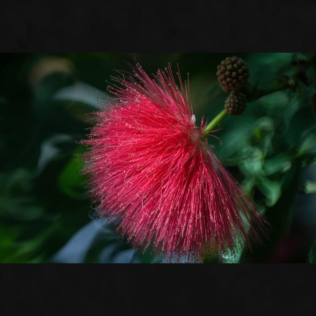 Tokina SZ 500mm F8 Reflex MF Telephoto Mirror Micro Four Manual Interchangeable Part Number 264072 Lens, Thirds, Focus, Mount,