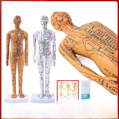 35см Мини Модель Меридианов Акупунктуры - Традиционная Китайская Медицина