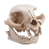 Resin Animal Skull Ornament Funny Cat Skull Statue Halloween Cat Skull Model  Halloween Decor Gifts