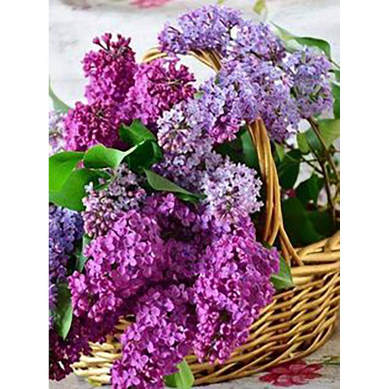 5D DIY алмазная живопись цветы роза набор для вышивки крестом полная круглая дрель вышивка мозаика стены книги по искусству стразы домашний декор подарок