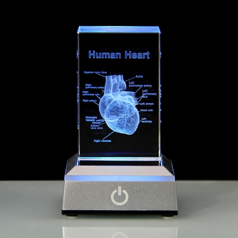3D Лазерная гравировка Хрустальная модель человеческих органов Анатомическое Сердце/Зубы Фигурки Стеклянная пресс-папье со светодиодной подставкой Доктор