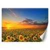 Wallpaper Sunflowers Field Nature