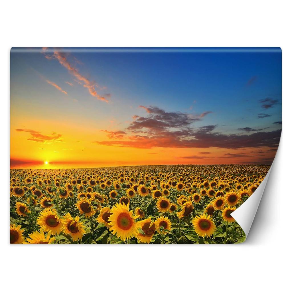 Wallpaper Sunflowers Field Nature