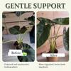 Reusable Transparent Monstera Plant Stem Support Holder Potted Plant Support Sturdy Construction Monstera Plant Support Pile