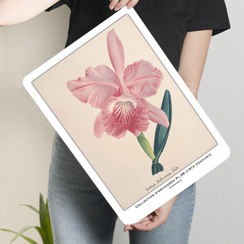 Vintage Hand Painted Pink Orchid Metal Wall Art th Century Classic Botanical Illustration Home Decor