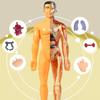 3D Mannequin Diy Human Skeleton Body Torso Model Educational Assembly Learning Kids Toys Anatomy Organ Structure Teaching Tool