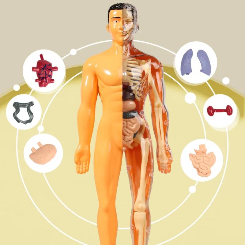 3D Mannequin Diy Human Skeleton Body Torso Model Educational Assembly Learning Kids Toys Anatomy Organ Structure Teaching Tool