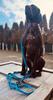 Dog Leash with Shock Absorber, Short Adjustable, with Handle, 280cm, TURQUOISE, AMOhand, Fasten