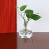 Avocado Seed Starter Transparent Glass Vase For Growing Plant Gardening Lover DIY Kit Home Decoration Gift Idea
