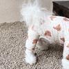 Dog Clothes Four-legged Cotton Coat Thickened And Warm Small Dog Clothes Winter Teddy Bichon Pomeranian Small Dog Autumn And Winter